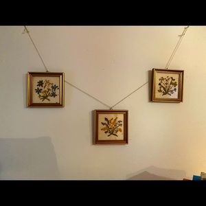 Vintage Framed Dried Flowers